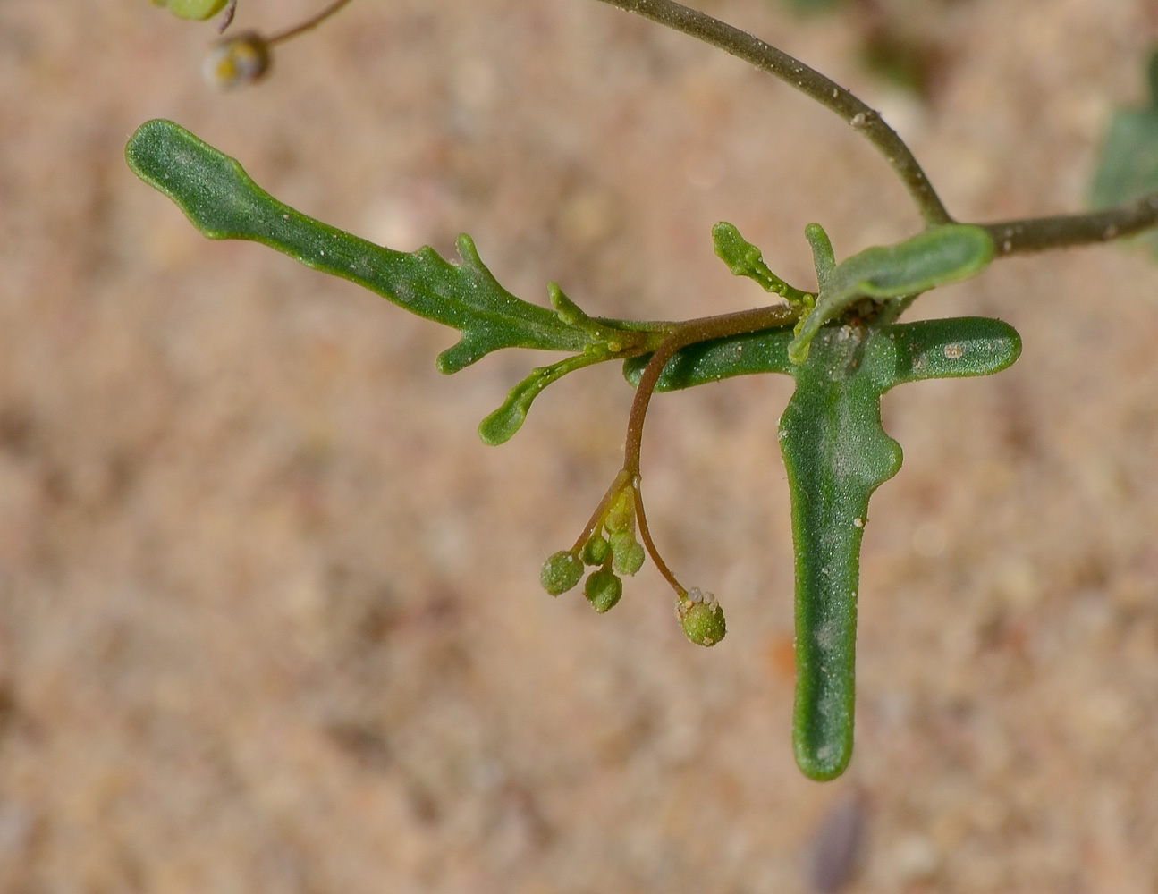 Image of Savignya parviflora specimen.