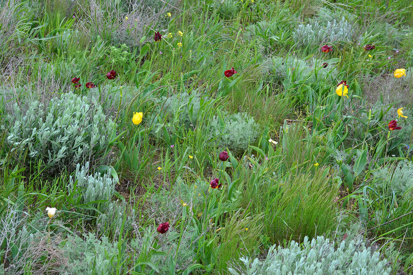 Image of Tulipa suaveolens specimen.