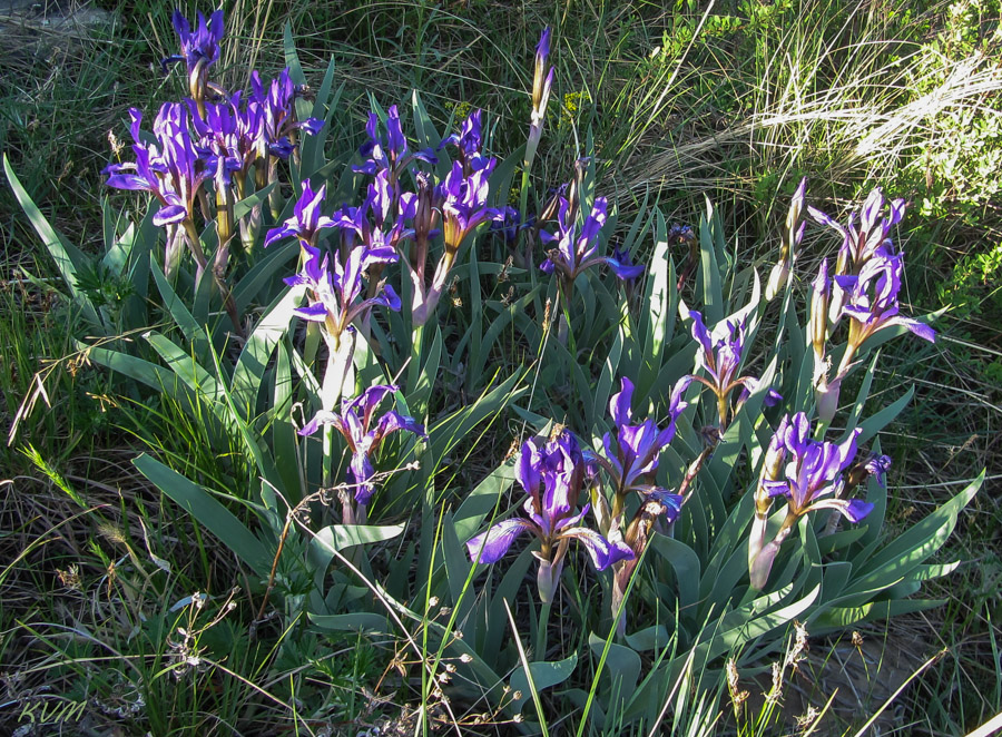 Изображение особи Iris glaucescens.