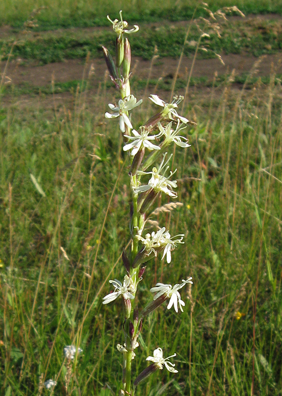 Image of Silene tatarica specimen.