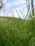 Equisetum ramosissimum