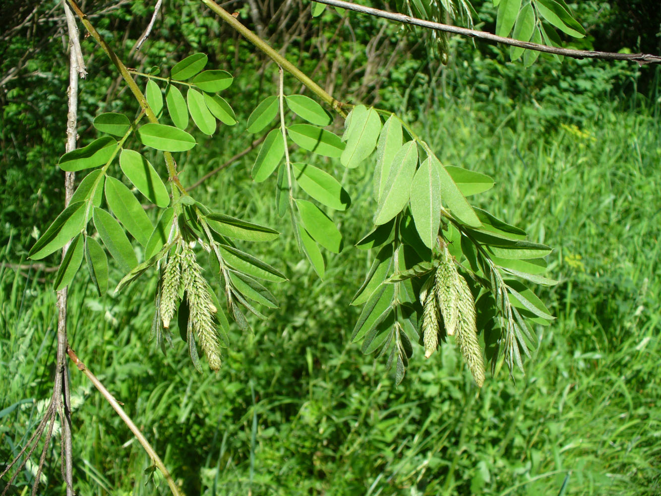 Изображение особи Amorpha fruticosa.