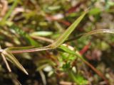 Stellaria graminea. Часть побега. Нидерланды, провинция Friesland, остров Schiermonnikoog, закреплённая дюна. 13 июня 2009 г.