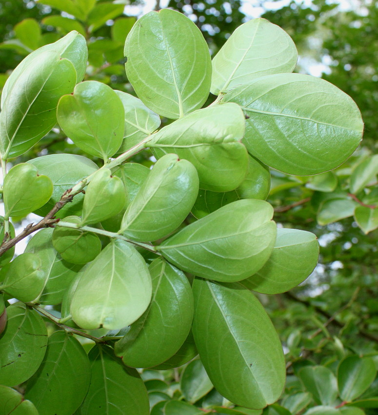 Изображение особи Lagerstroemia indica.