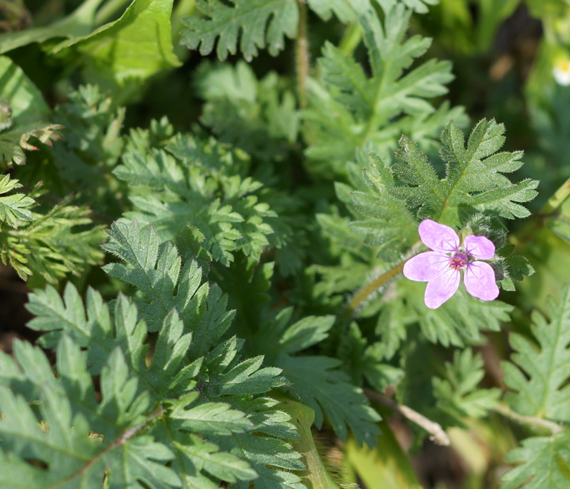 Image of Erodium cicutarium specimen.