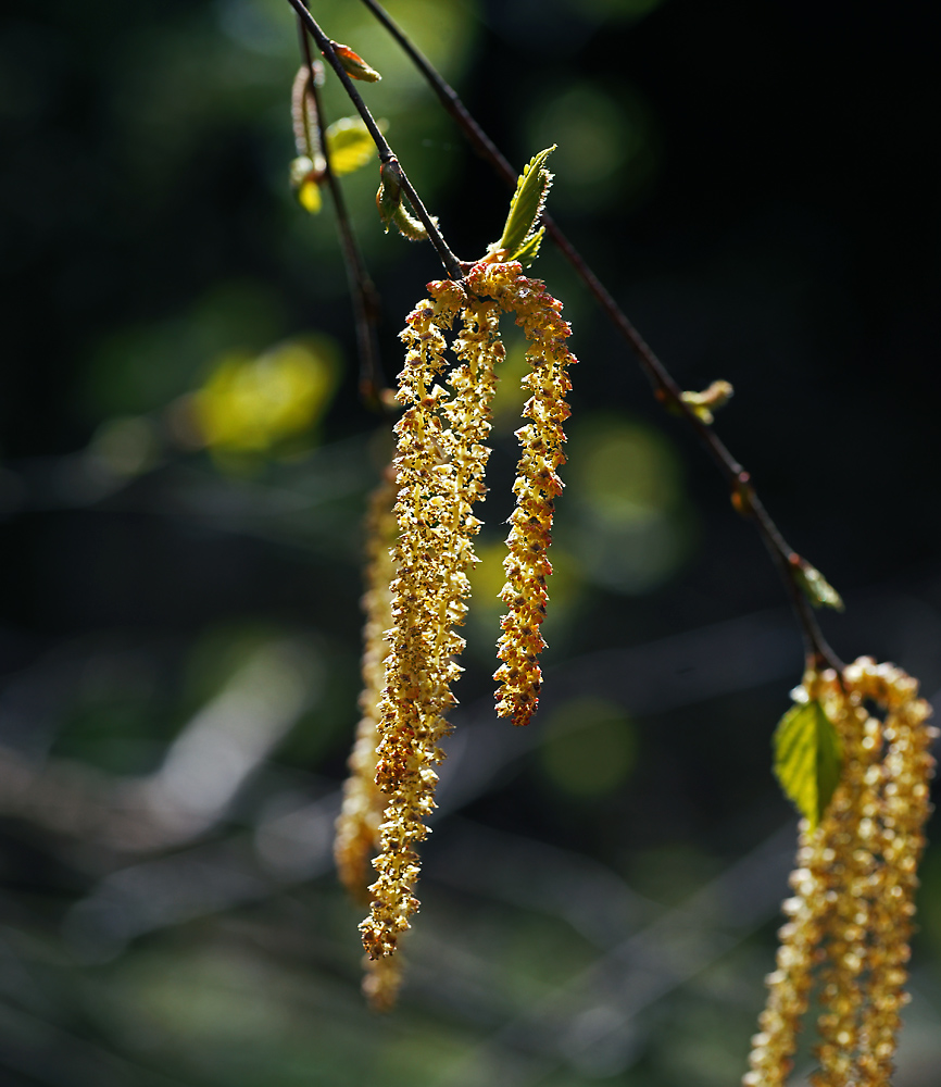 Image of Betula pendula specimen.