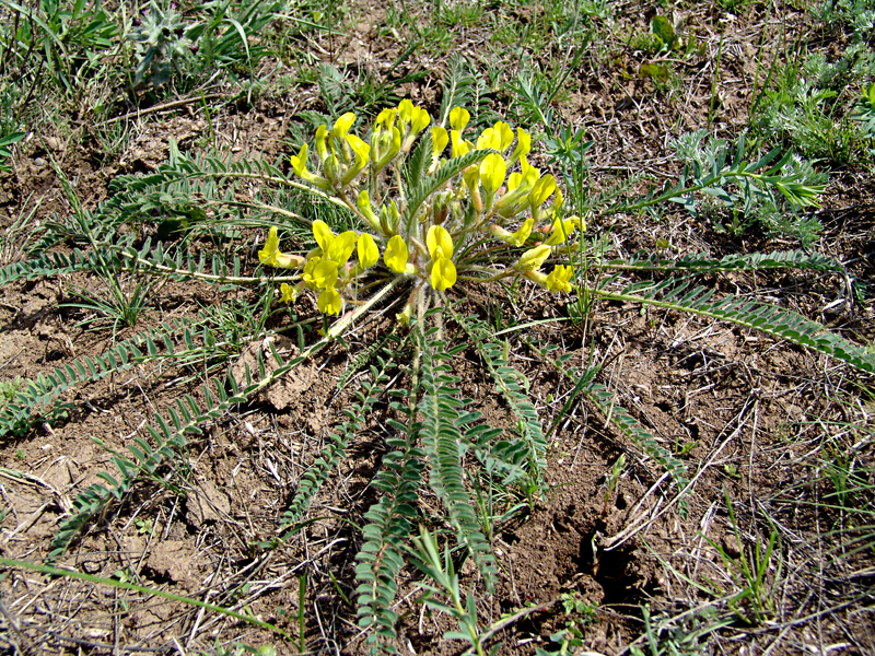 Изображение особи Astragalus henningii.