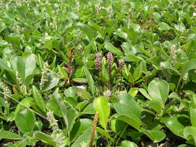 Image of Tofieldia coccinea specimen.