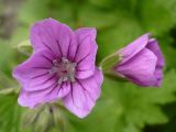 Geranium sylvaticum