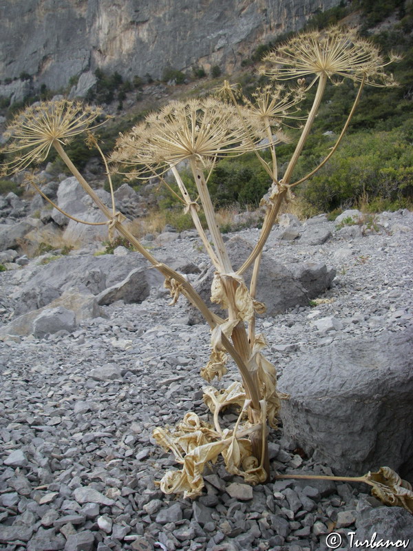 Image of Heracleum stevenii specimen.