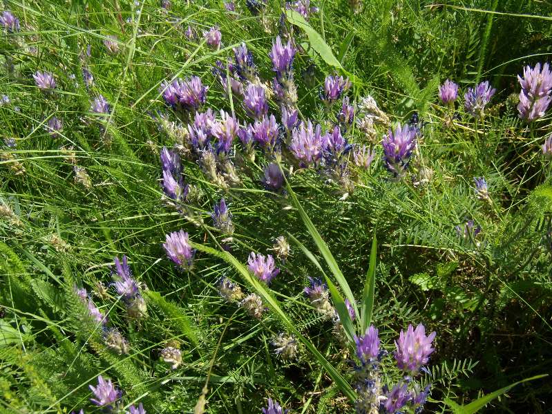 Изображение особи Astragalus onobrychis.