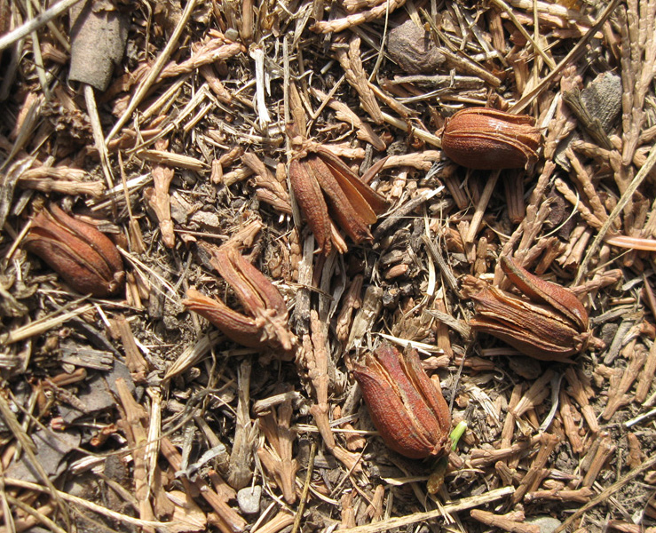 Image of Calocedrus decurrens specimen.