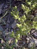 Cerastium inflatum