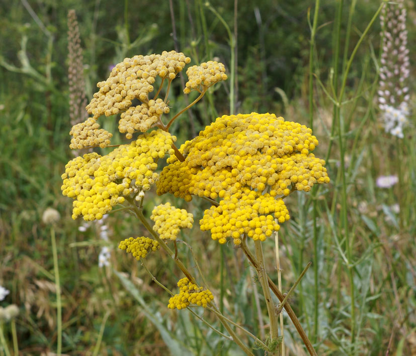 Image of Handelia trichophylla specimen.