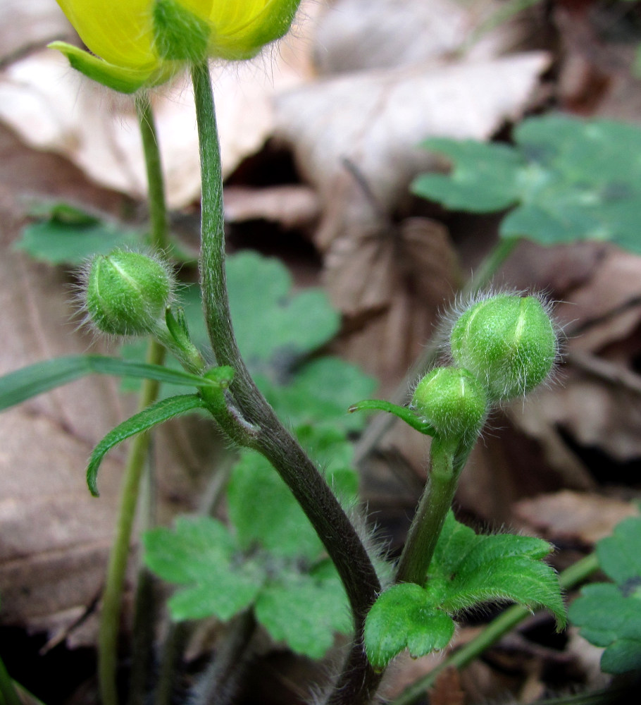 Image of Ranunculus grandiflorus specimen.