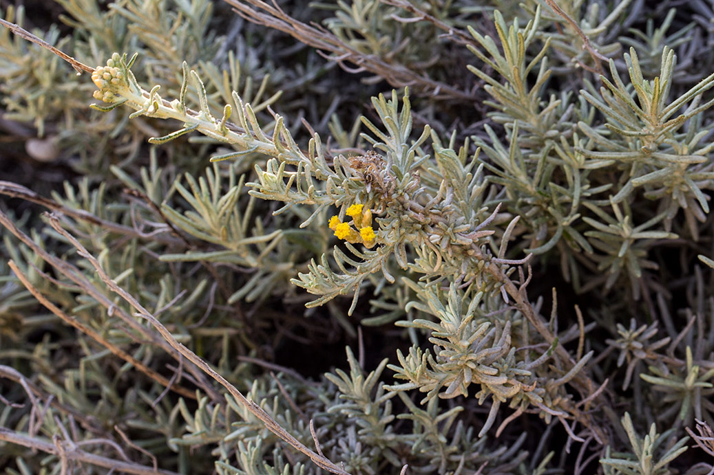 Image of Helichrysum italicum specimen.