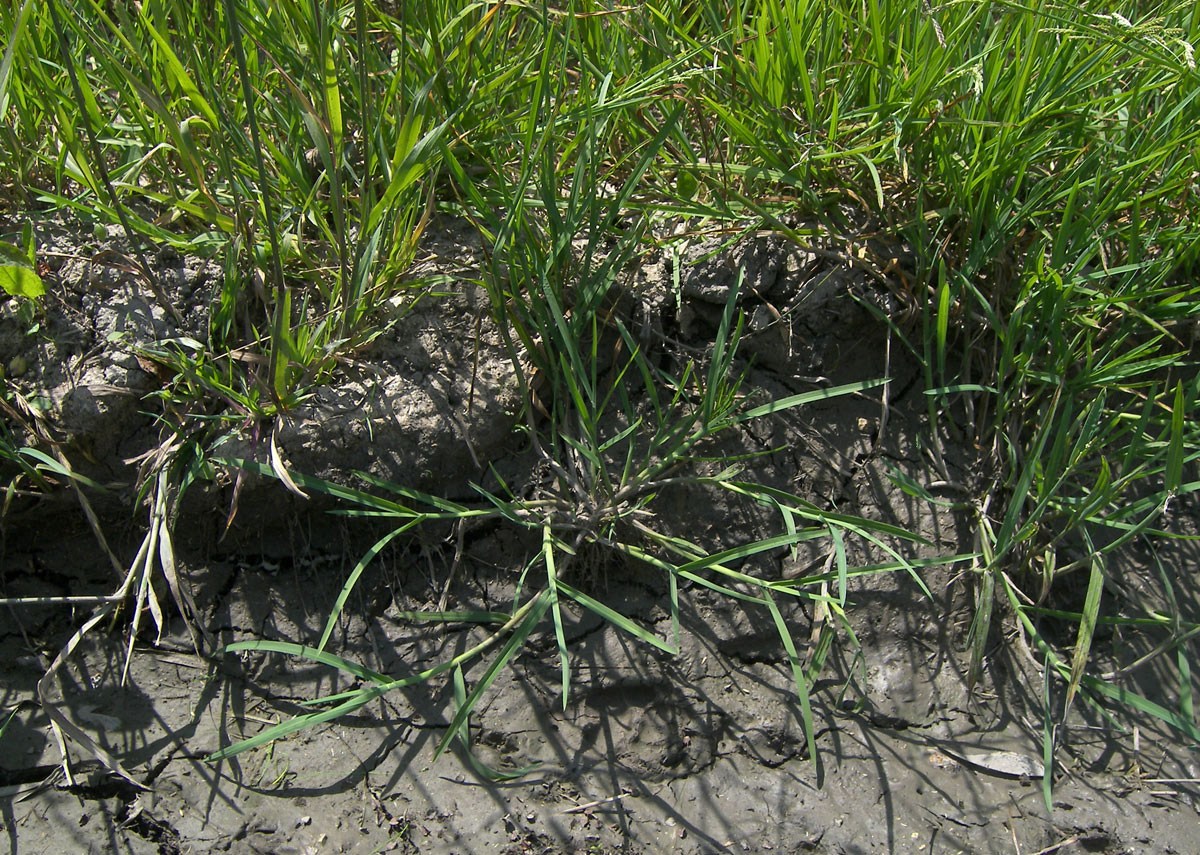 Image of Glyceria notata specimen.