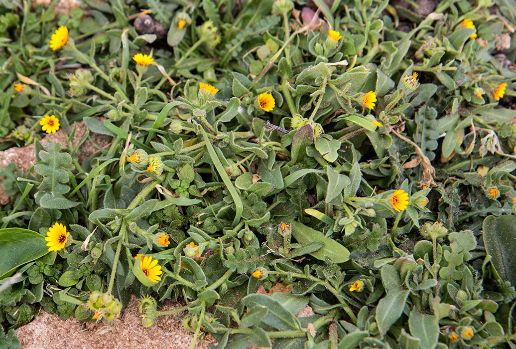 Image of Calendula bicolor specimen.