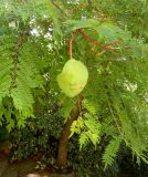 Jacaranda mimosifolia. Часть кроны плодоносящего растения. Франция, Прованс, Борм-ле-Мимоза, в культуре. 24.07.2014.