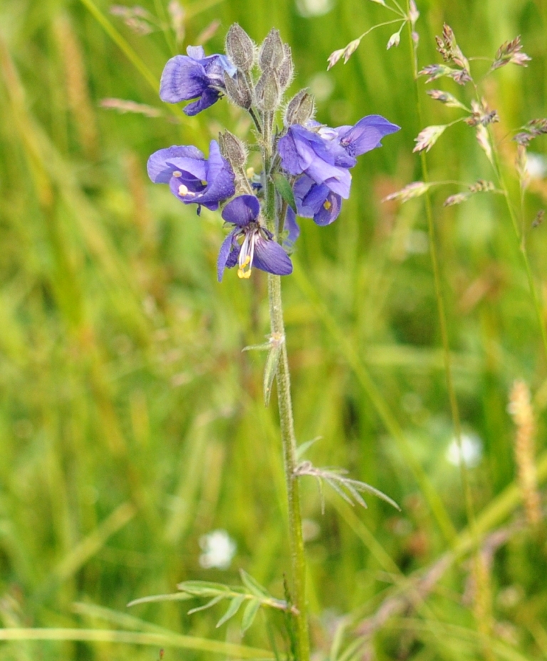 Image of Polemonium chinense specimen.