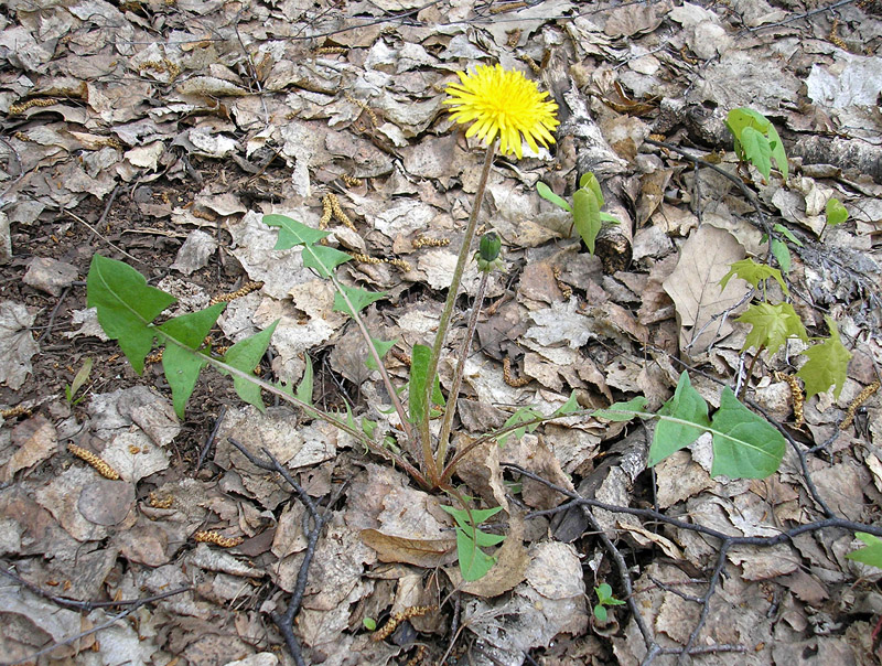 Изображение особи род Taraxacum.