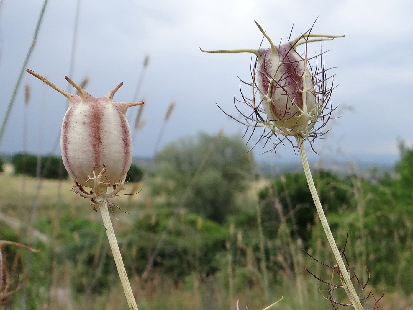 Image of Nigella damascena specimen.