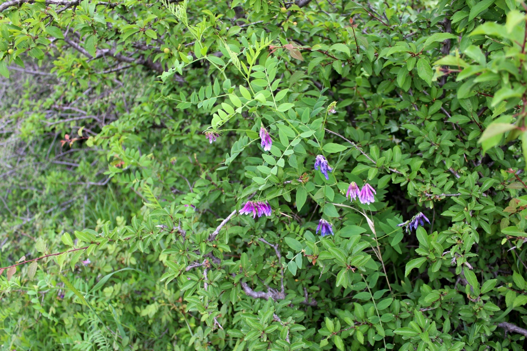 Image of Vicia fedtschenkoana specimen.