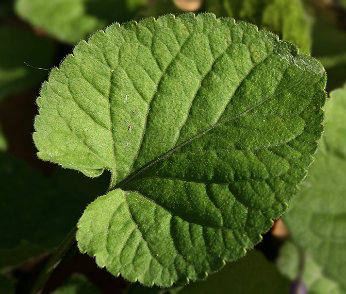 Image of Viola odorata specimen.