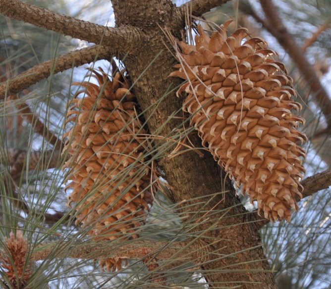 Изображение особи Pinus coulteri.