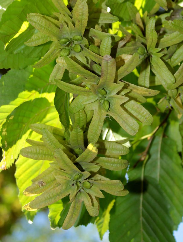 Изображение особи Carpinus betulus.