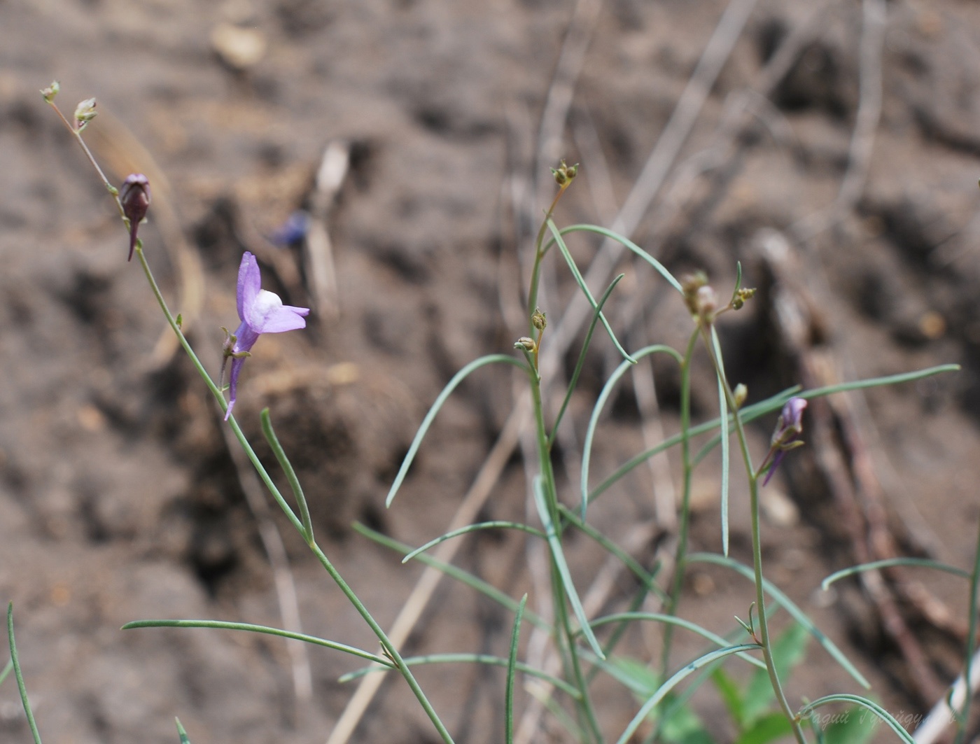 Image of Linaria volgensis specimen.