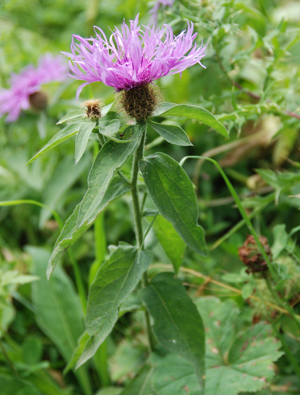 Изображение особи Centaurea alutacea.