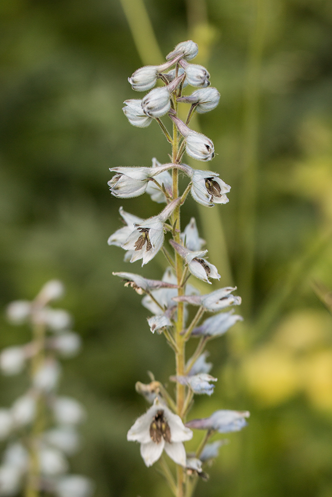 Image of Delphinium flexuosum specimen.