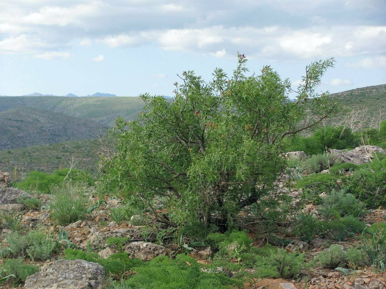 Image of Pyrus regelii specimen.