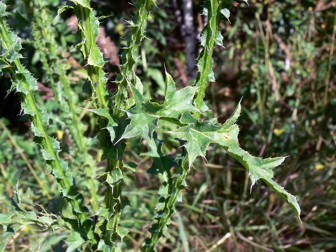 Изображение особи Carduus acanthoides.