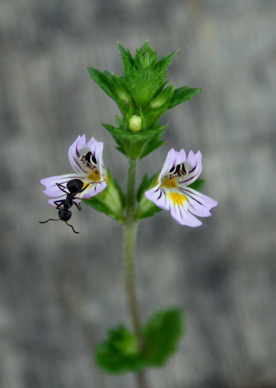 Изображение особи Euphrasia pectinata.