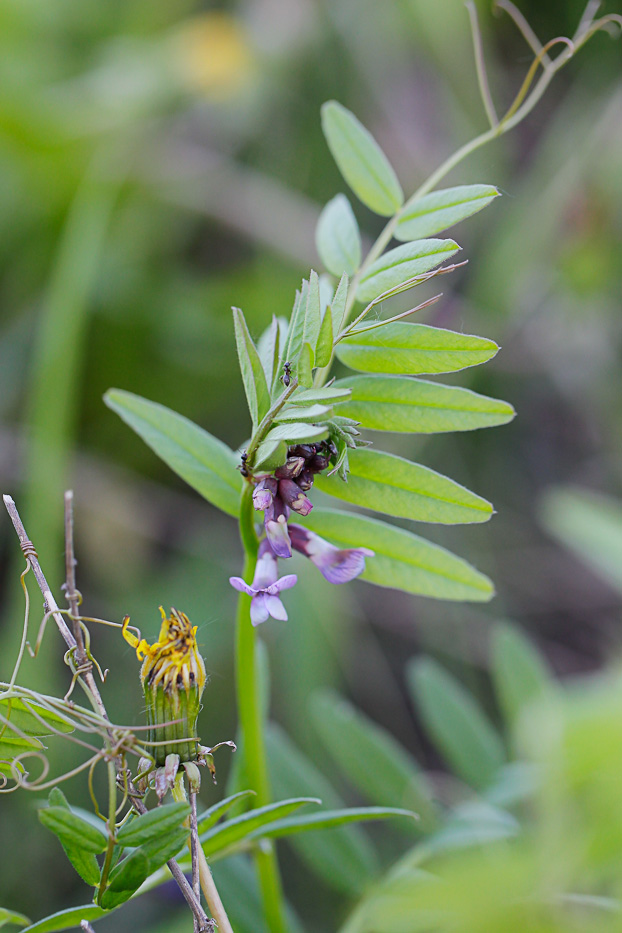 Изображение особи Vicia sepium.