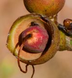 Pseudobombax ellipticum. Чашечка с завязавшимся плодом. Израиль, Шарон, г. Тель-Авив, ботанический сад университета. 30.04.2015.