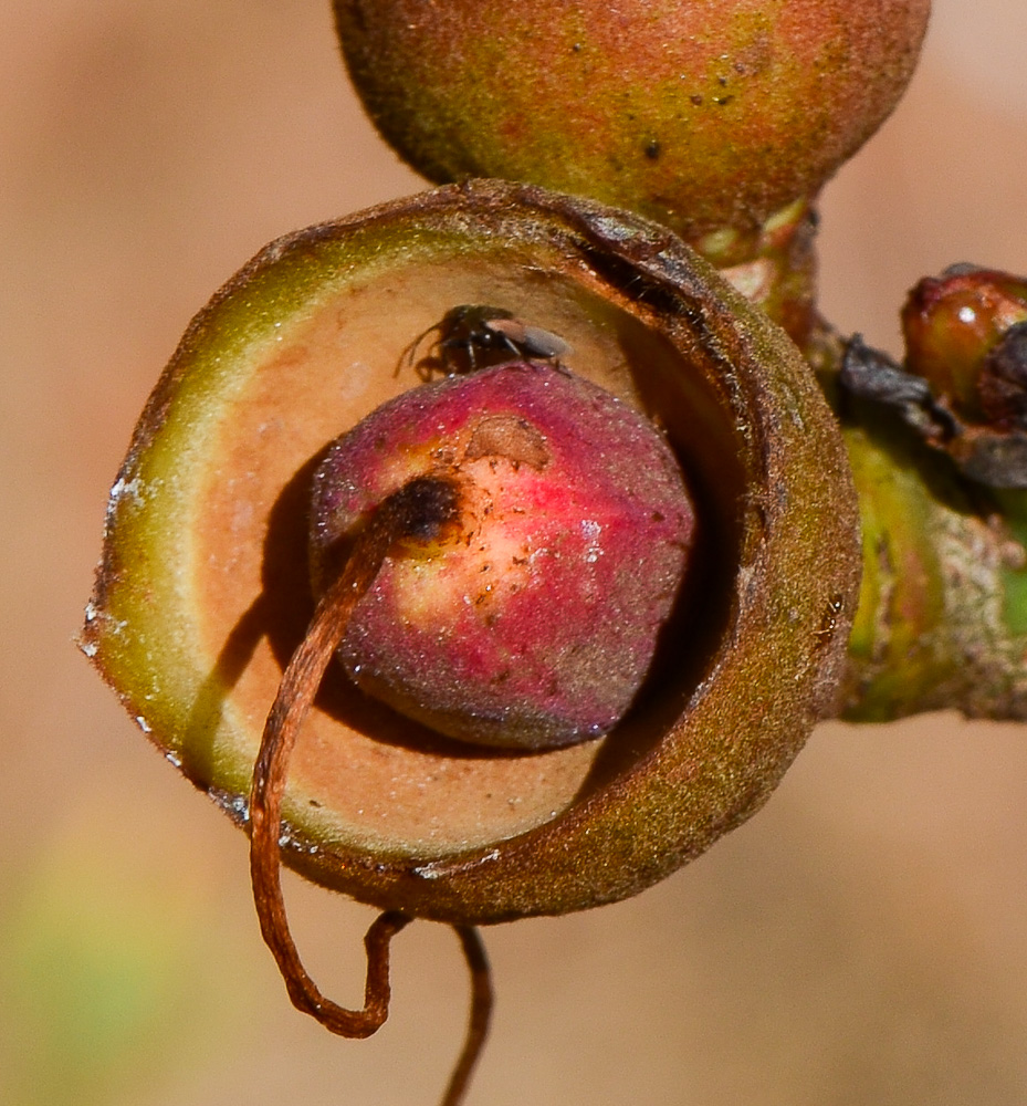 Изображение особи Pseudobombax ellipticum.