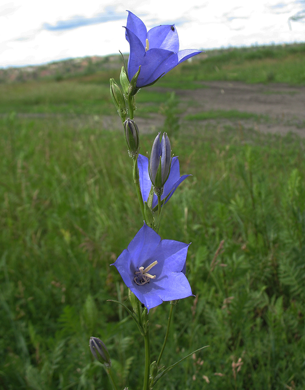 Image of Campanula persicifolia specimen.