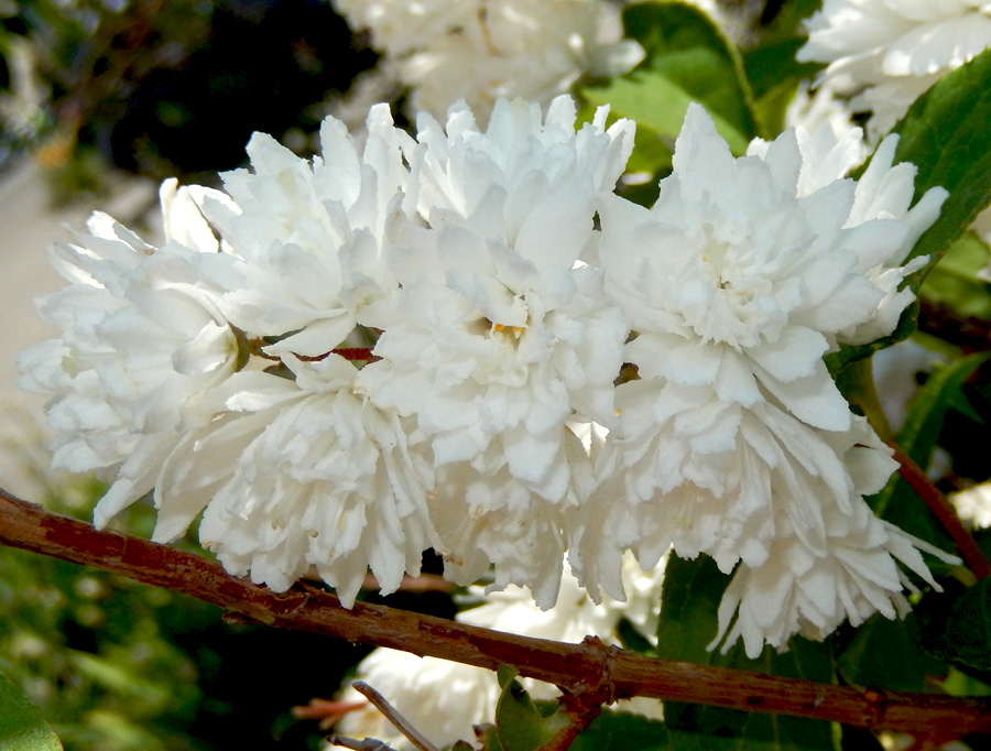 Image of Deutzia scabra var. candidissima specimen.