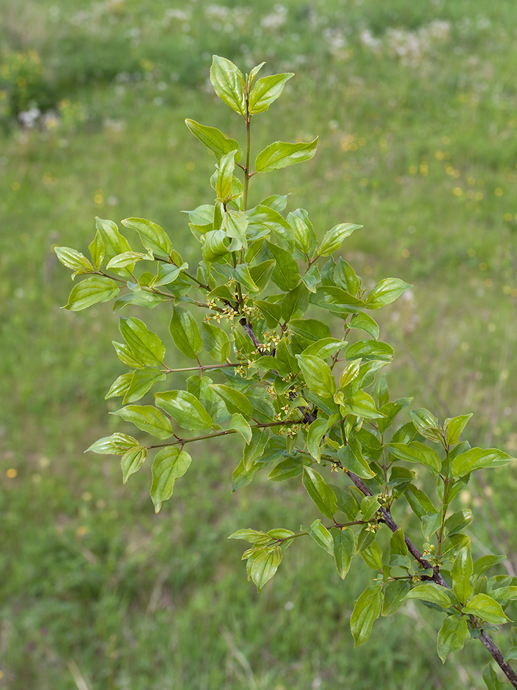 Image of Rhamnus cathartica specimen.