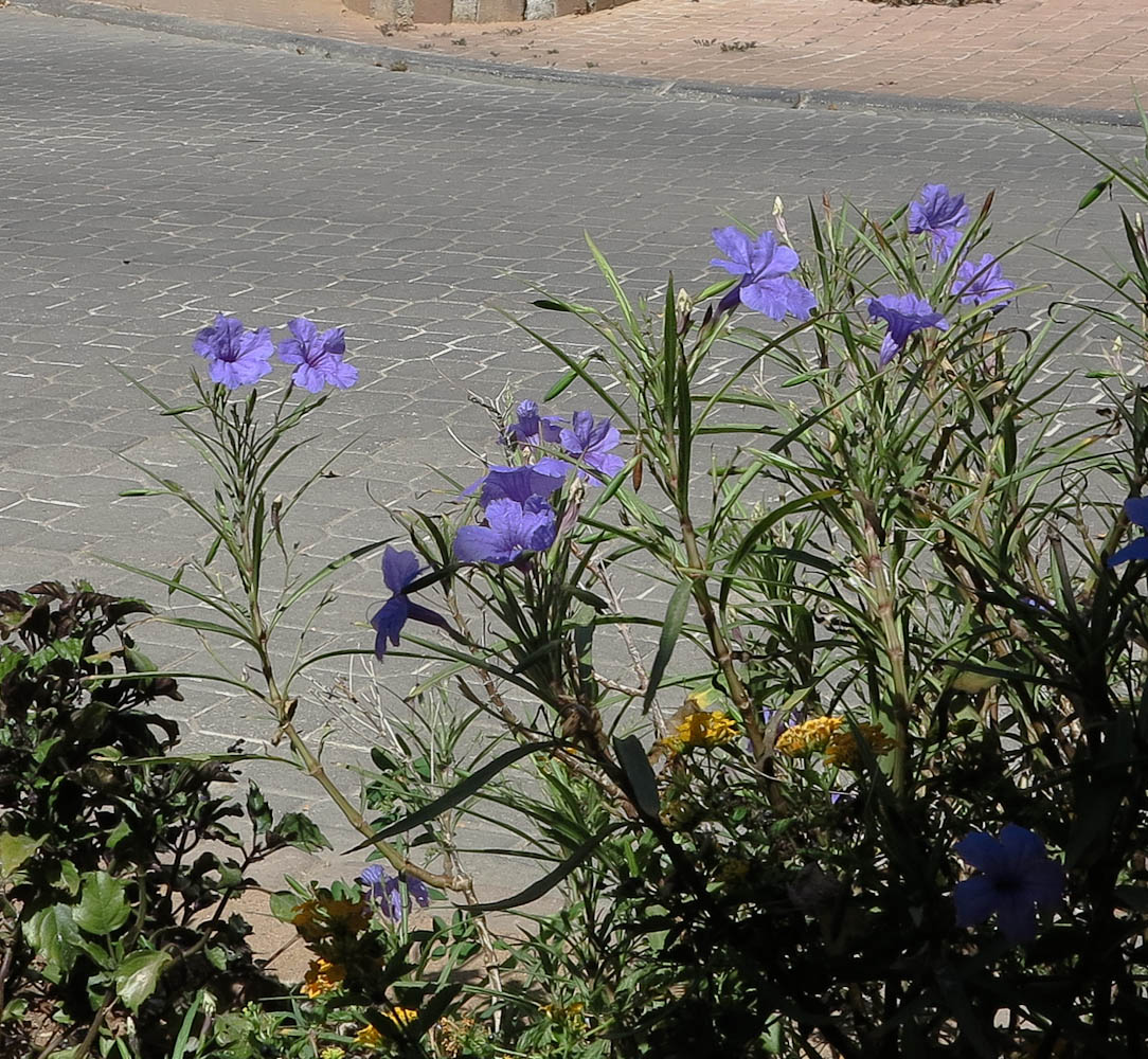 Image of Ruellia simplex specimen.