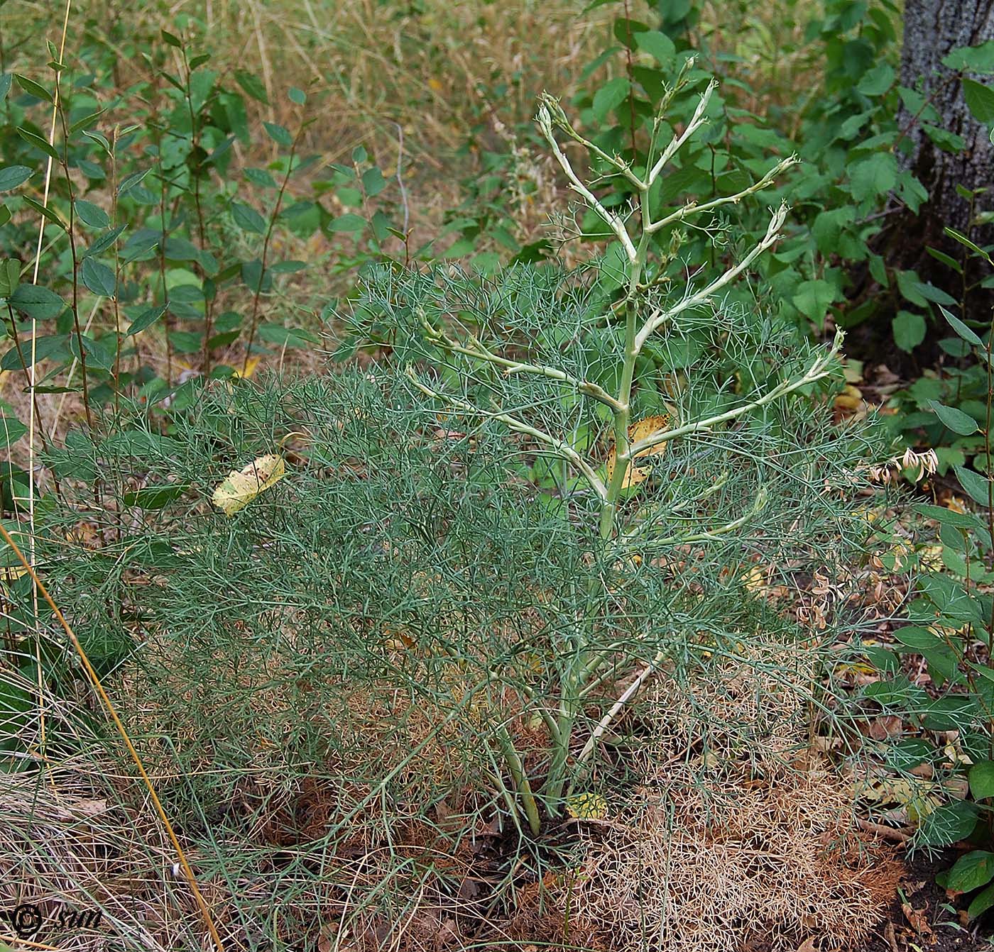 Image of Seseli arenarium specimen.