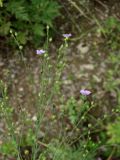 Linum stelleroides. Верхушка цветущего растения. Приморье, окр. г. Находка, на лесной поляне. 14.08.2016.