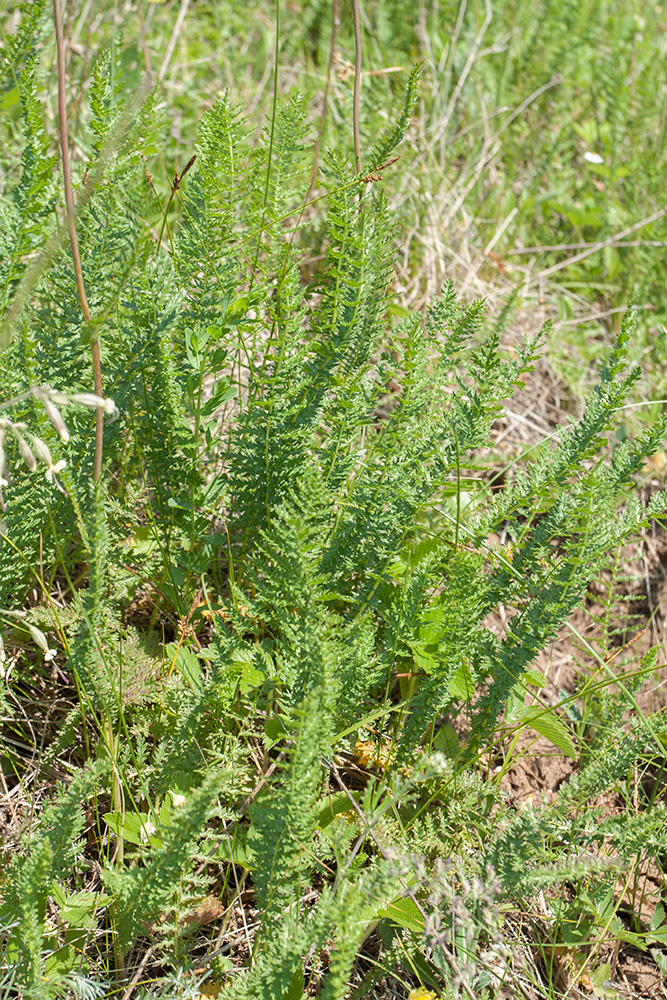 Image of Filipendula vulgaris specimen.