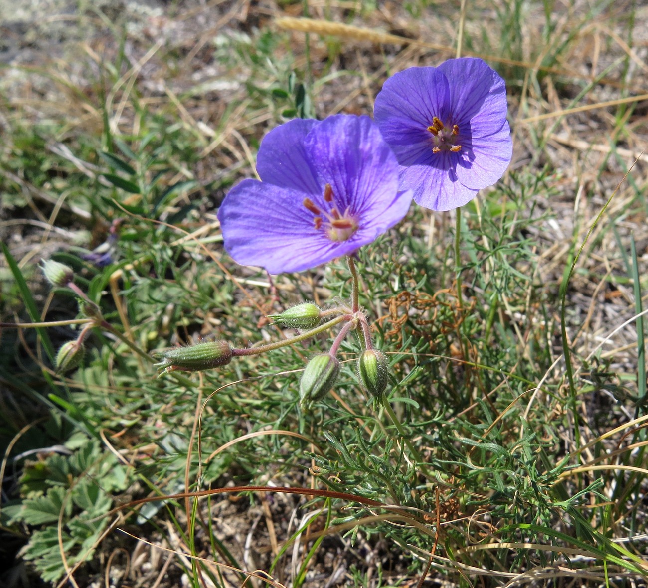 Image of Erodium tataricum specimen.