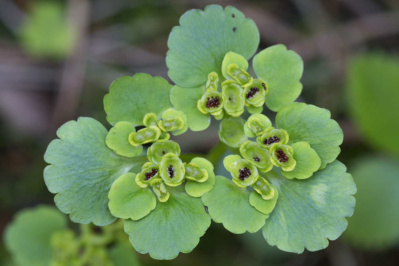 Image of Chrysosplenium alternifolium specimen.