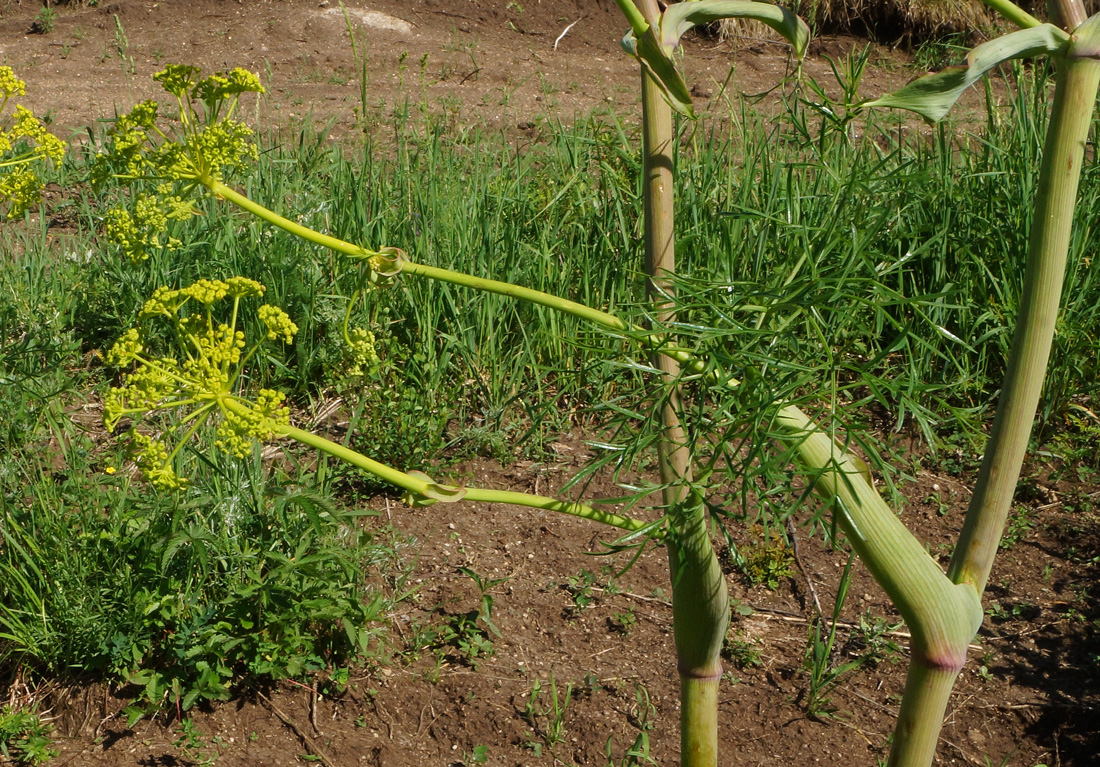 Изображение особи Ferula songarica.