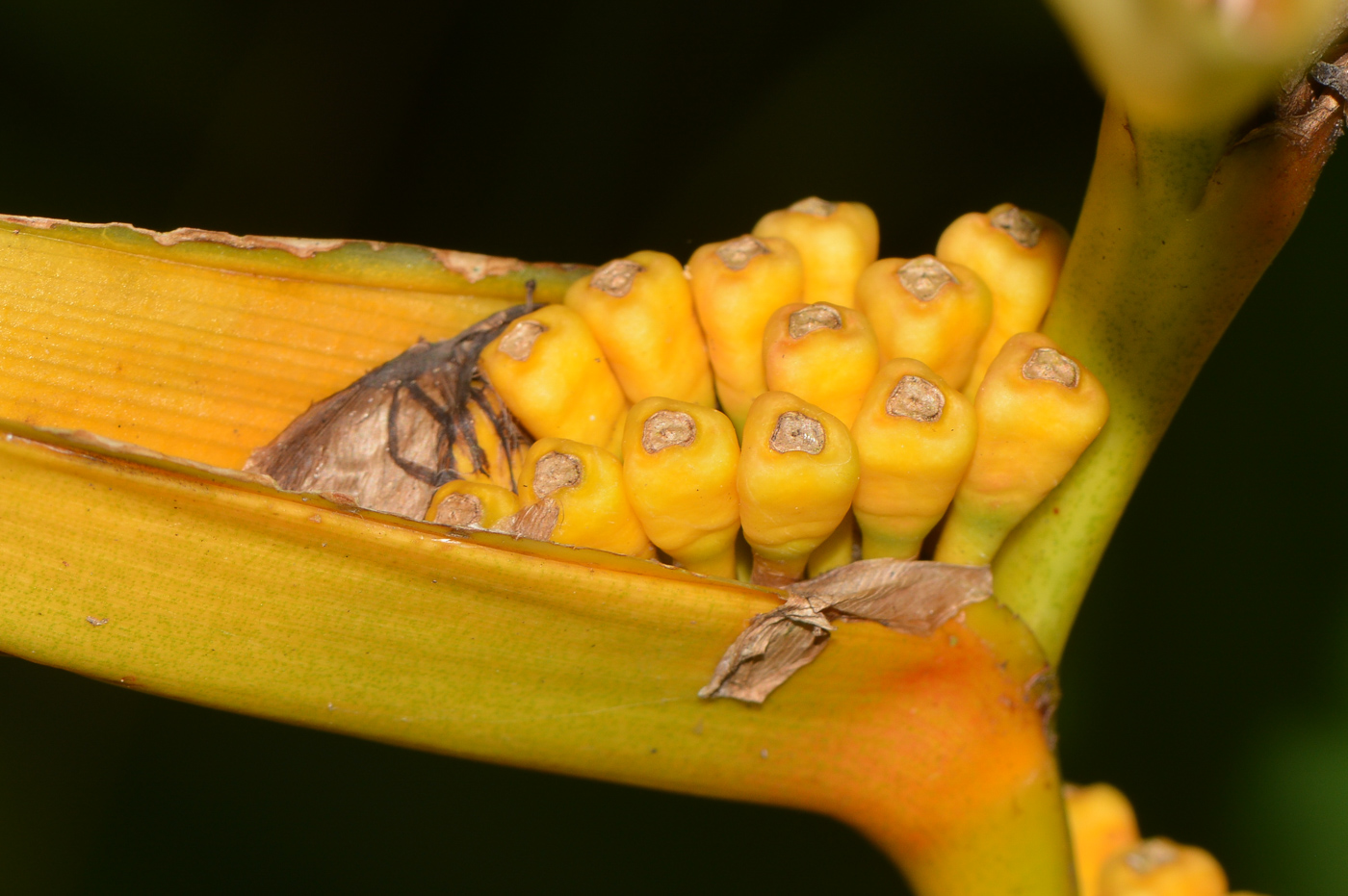 Image of Heliconia angusta specimen.